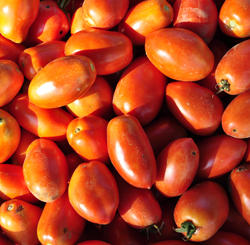 Paste type tomatoes at the Tree Farm